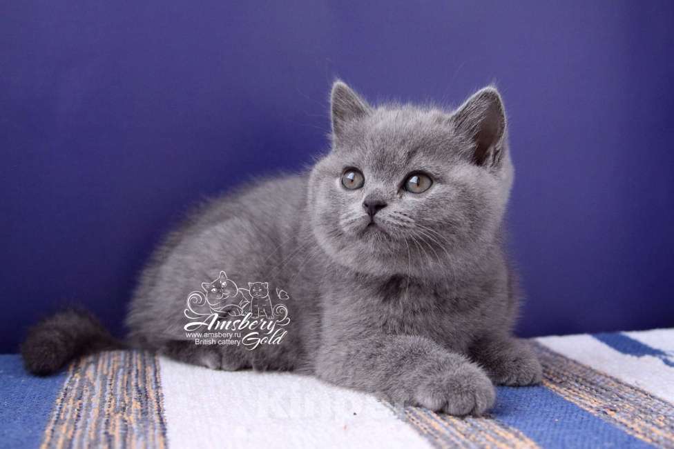 Кошки в Санкт-Петербурге: Британская кошечка Девочка, 50 000 руб. - фото 3