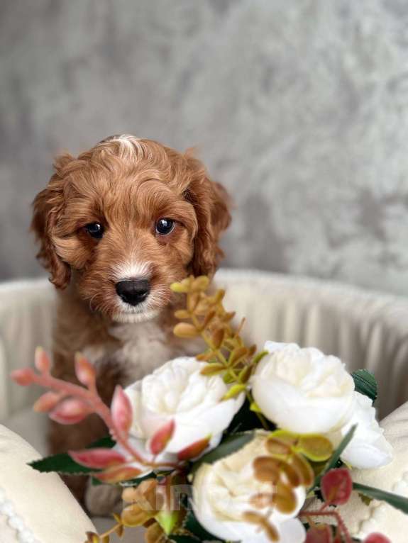 Собаки в Москве: Кавапу щенок Мальчик, Бесплатно - фото 2