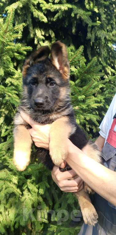Собаки в Челябинске: Сука 1 Девочка, 60 000 руб. - фото 2