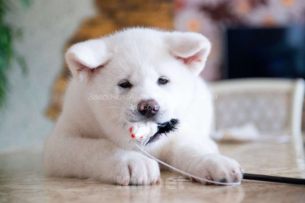 Собаки в Москве: Очаровательные малыши Акита ину  Мальчик, 90 000 руб. - фото 5