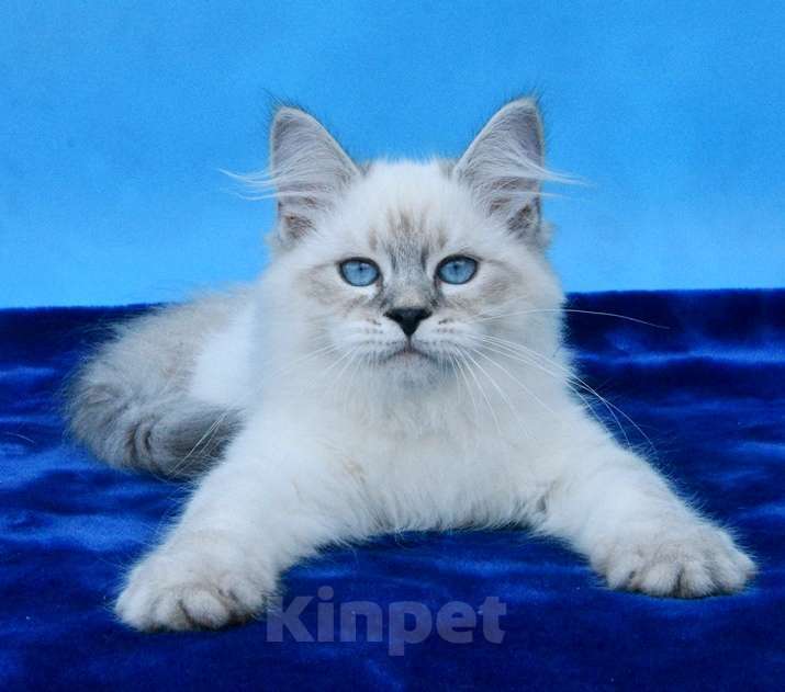 Кошки в Москве: Синеглазый красавец Мальчик, 50 000 руб. - фото 3