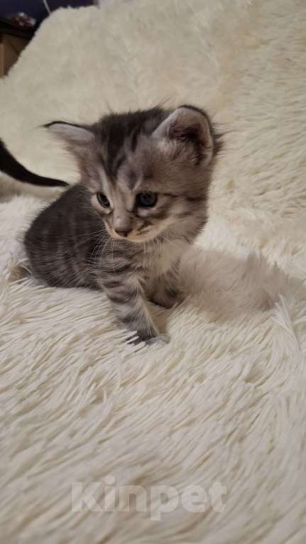 Кошки в Мур: Отдам котят в добрые руки Девочка, Бесплатно - фото 2