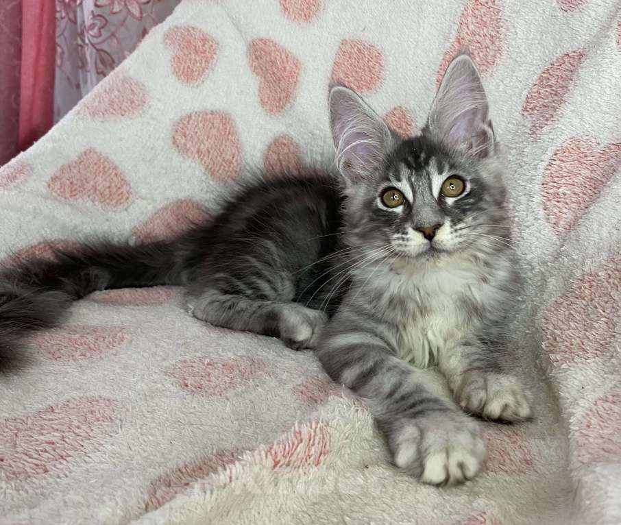 Кошки в Дмитрове: Черная серебристая мраморная девочка мейн кун Zlata Девочка, 30 000 руб. - фото 2