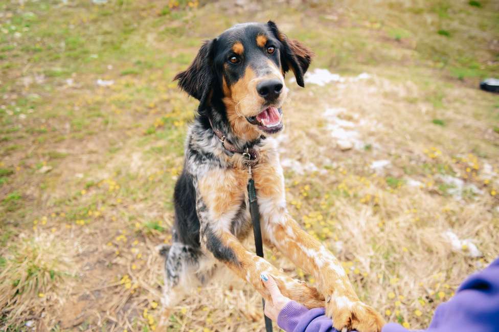 Собаки в Москве: Бархан Мальчик, Бесплатно - фото 6