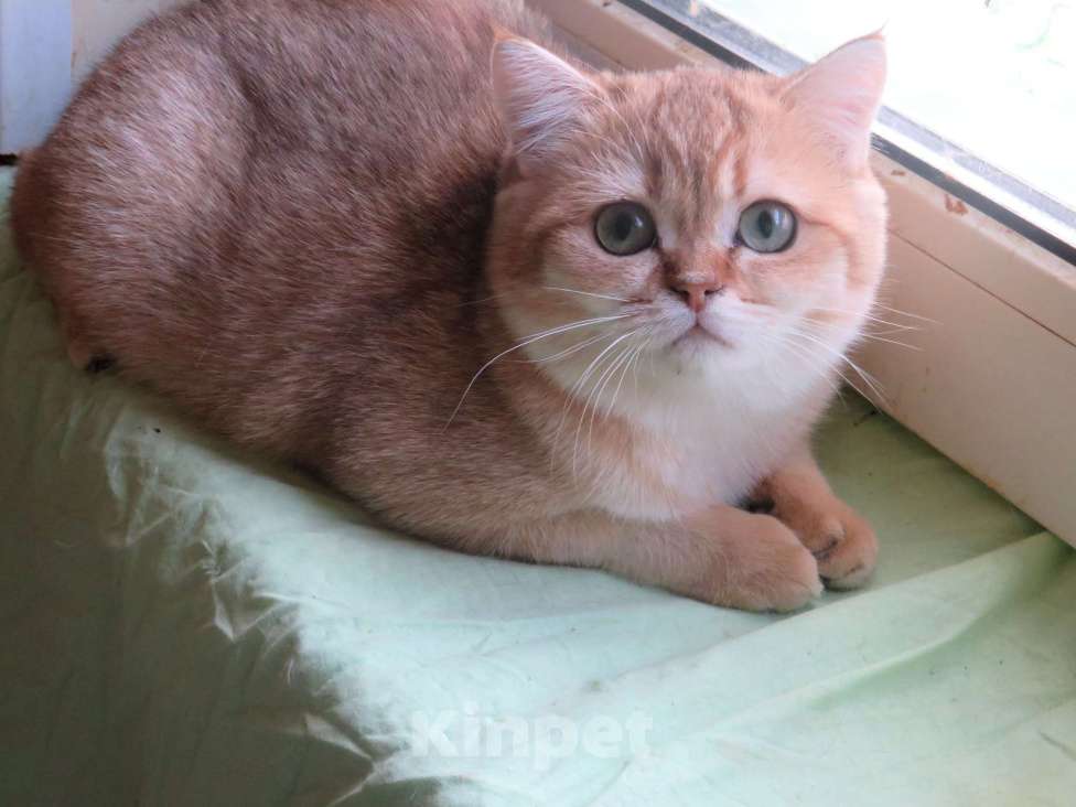 Кошки в Москве: Шотландская кошечка в золотой шубке Девочка, 25 000 руб. - фото 3