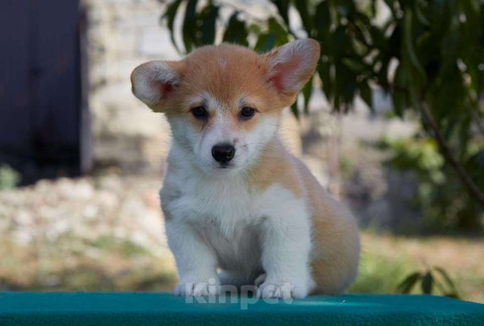 Собаки в Омске: щенок вельш корги пемброк Девочка, Бесплатно - фото 1