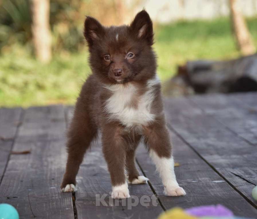 Собаки в Москве: Ненецкая оленегонная лайка, сука Ежевичка. Девочка, 80 000 руб. - фото 2