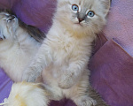 Кошки в Краснодаре: Котята Невская маскарадная color point blue пушистый Мальчик, 28 000 руб. - фото 2