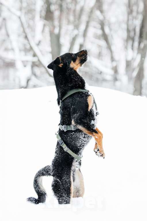 Собаки в Москве: Невероятно ласковый мальчик Деймонд ищет дом! Мальчик, Бесплатно - фото 9