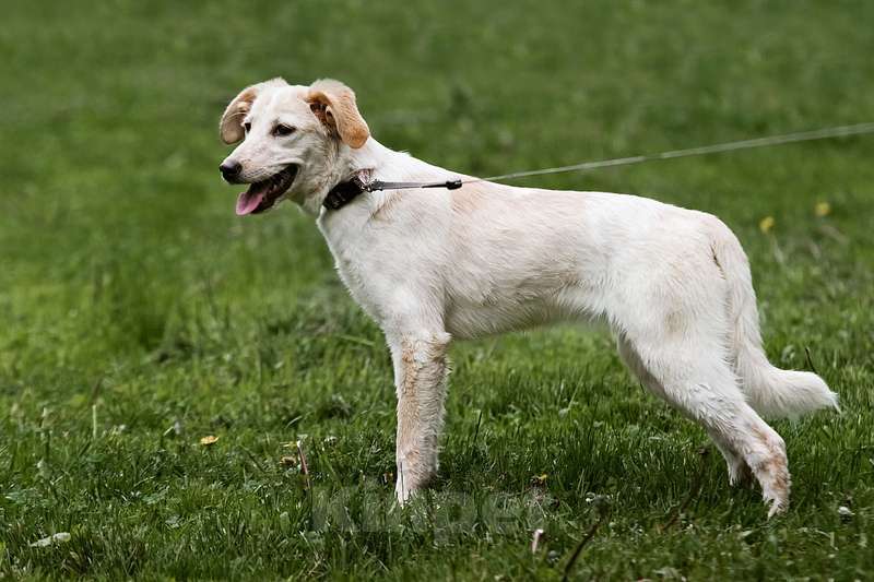 Собаки в Москве: Щенок от мамы лабрадора в добрые руки Девочка, Бесплатно - фото 3