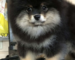 Собаки в Солнечногорске: Продажа померанского щенка  Мальчик, Бесплатно - фото 3