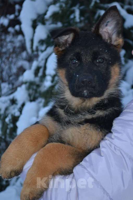 Собаки в Томске: Немецкая овчарка щенок Девочка, 55 000 руб. - фото 1