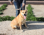 Собаки в Москве: Пёс Рыжик ищет своих людей - ШАНС на дом Мальчик, Бесплатно - фото 3