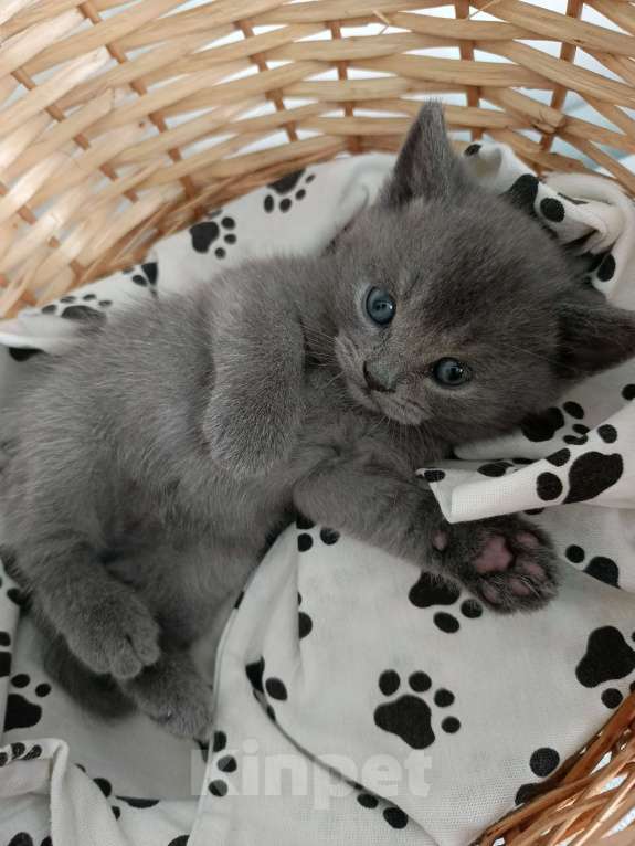 Кошки в других городах Московской области: Шотландский котенок мальчик Мальчик, 13 000 руб. - фото 7