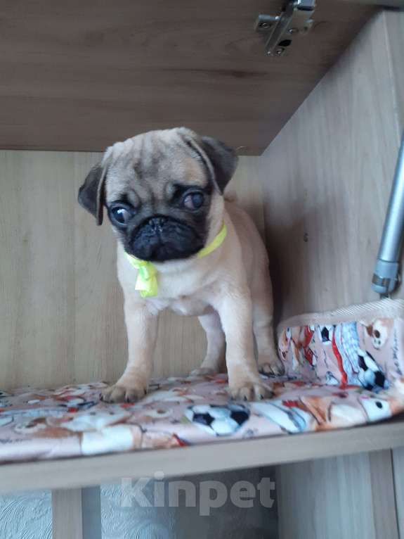 Собаки в Новосибирске: Мопса щенок девочка 4 месяца Девочка, 35 000 руб. - фото 3