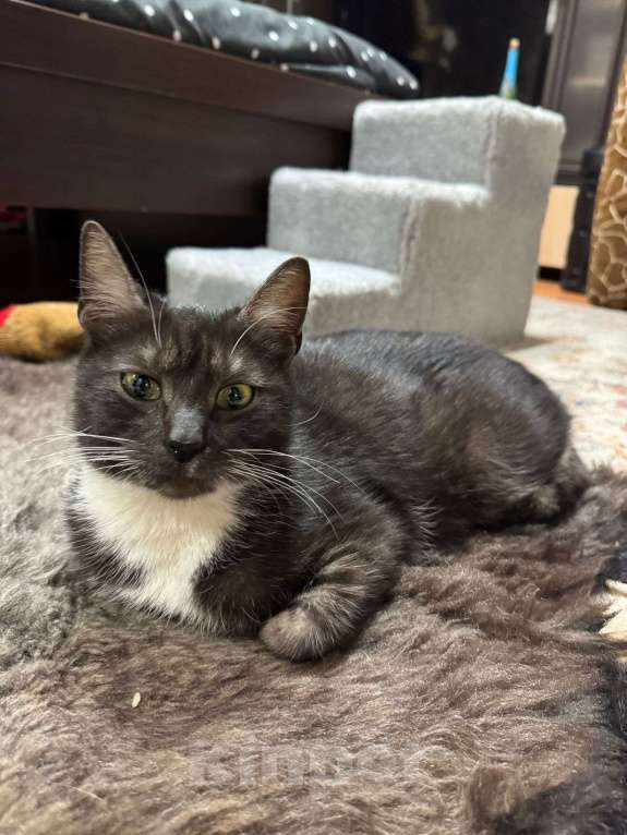 Кошки в Москве: Ласковая и спокойная кошечка Ласка в добрые руки Девочка, 1 руб. - фото 7