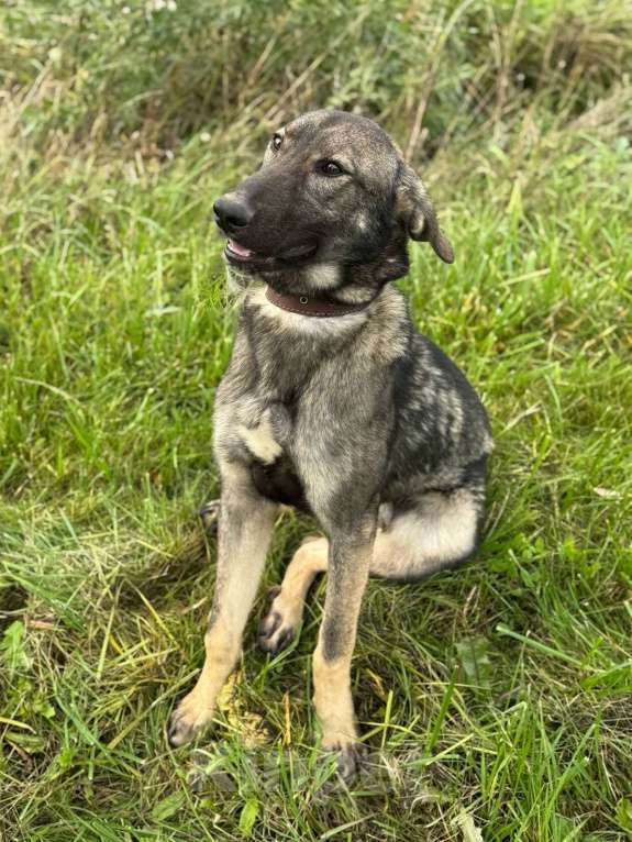 Собаки в Санкт-Петербурге: Молодой добрый и веселый пёс ищет дом Мальчик, Бесплатно - фото 6