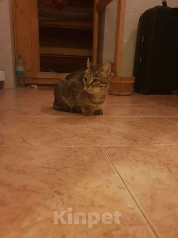 Кошки в Москве: Нашёл кошку Девочка, Бесплатно - фото 6