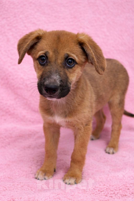 Собаки в Москве: Минди щенок девочка ищет дом Девочка, Бесплатно - фото 7