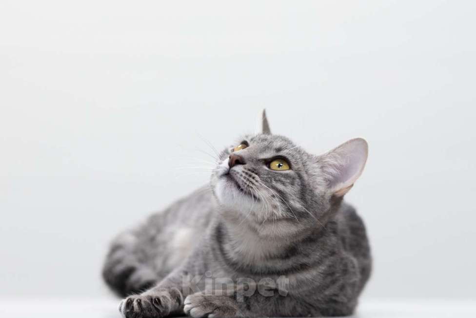 Кошки в Москве: Пэрри Девочка, Бесплатно - фото 5