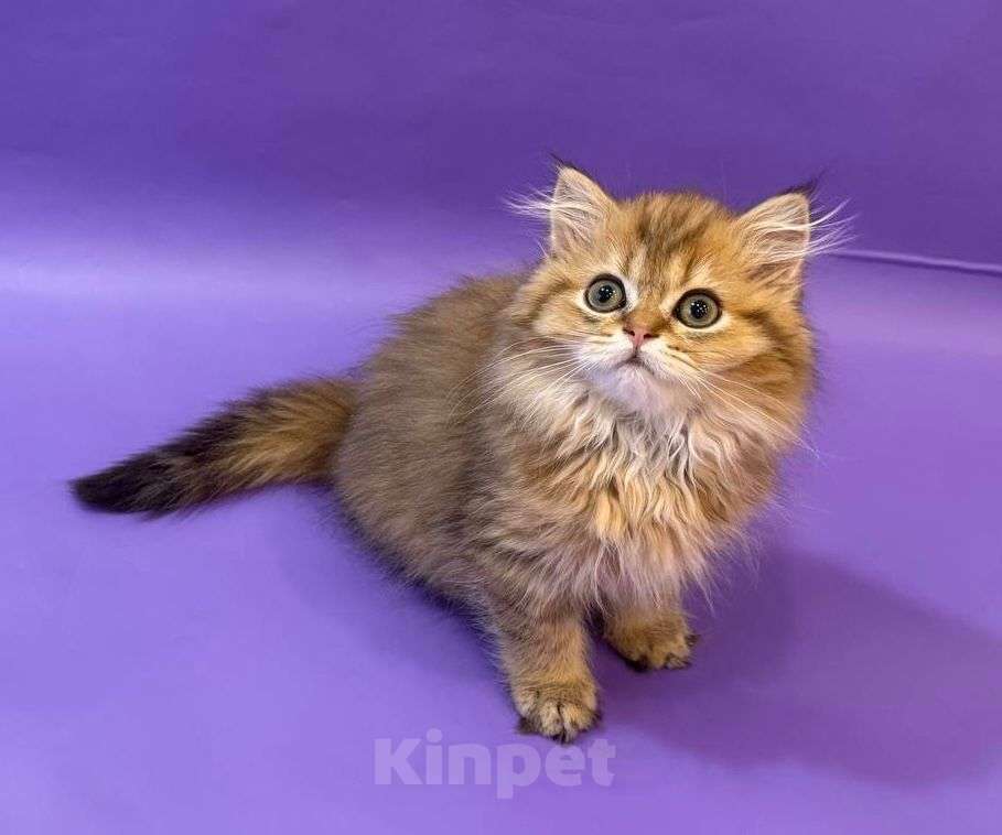 Кошки в Клине: Амулет Мальчик, 30 000 руб. - фото 4