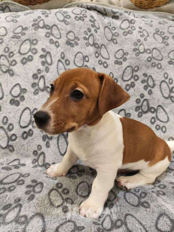 Собаки в Балашихе: Щенок Джек-Рассел терьера Мальчик, 19 900 руб. - фото 1