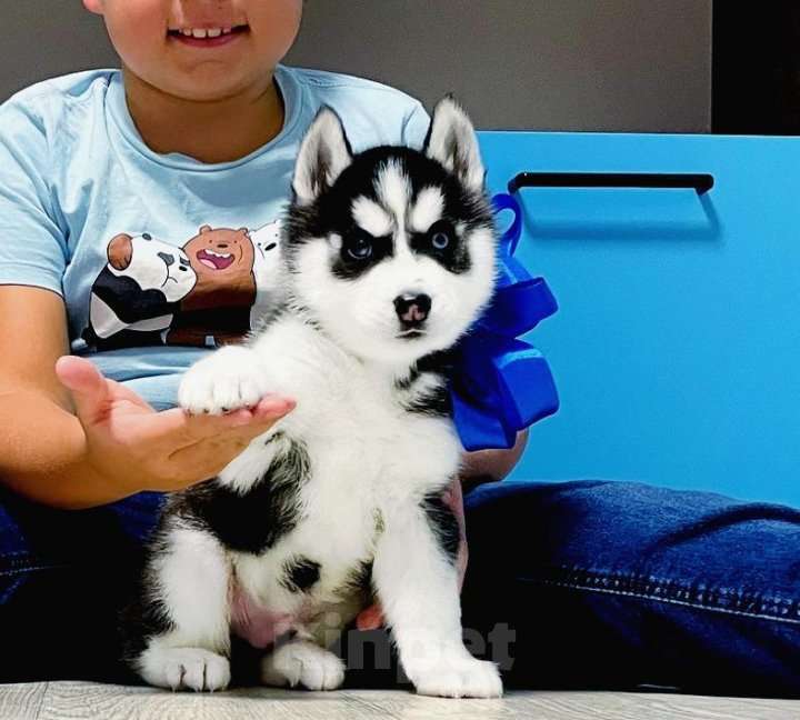 Собаки в Сыктывкаре: Хаски Щенки Разных окрасов Разнополые, Бесплатно - фото 1