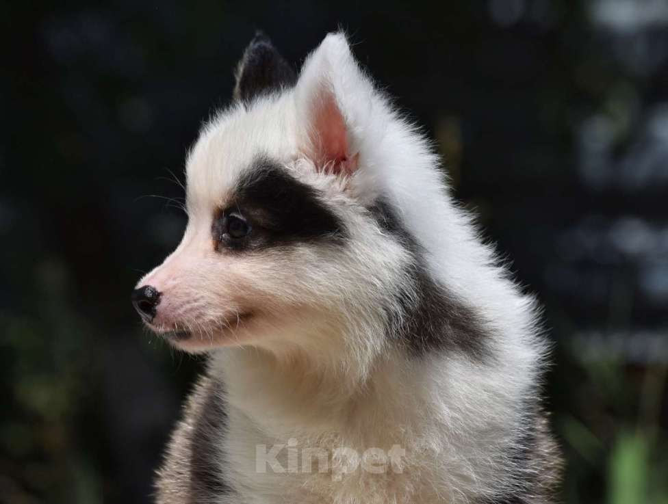 Собаки в Москве: Ненецкая оленегонная лайка. Помет «А». Сука Unmay no Akay Ito ALEKSA Девочка, 60 000 руб. - фото 7