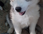 Собаки в Анапе: Щенки Хаски, 10 000 руб. - фото 2
