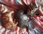Кошки в Енисейске: Котята, 1 950 руб. - фото 7