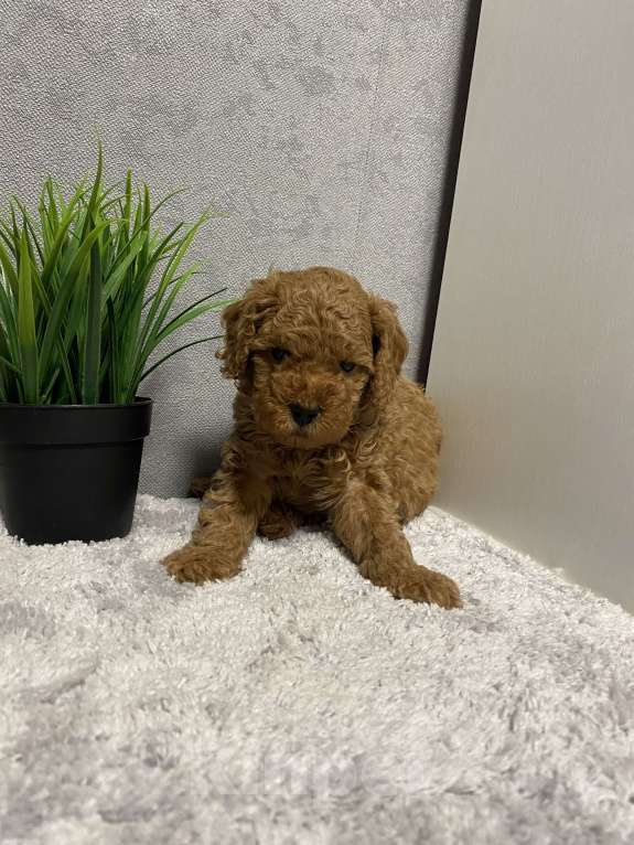 Собаки в Воронеже: Той-пудель щенки редбраун Разнополые, Бесплатно - фото 3