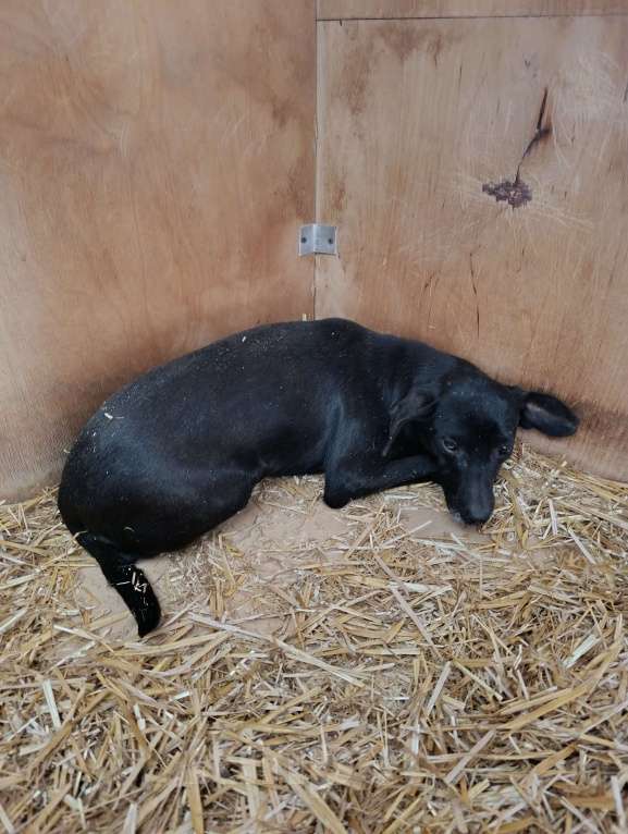 Собаки в Москве: Небольшая собачка в добрые руки Девочка, Бесплатно - фото 4