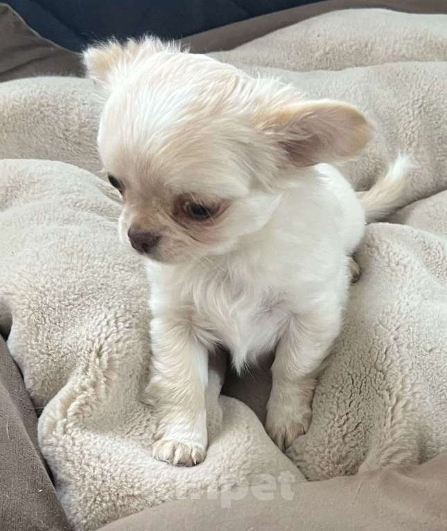 Собаки в Санкт-Петербурге: Щенок чихуахуа, сука Девочка, 50 000 руб. - фото 3