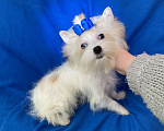 Собаки в Москве: Эксклюзивный белый йорк с голубыми глазами девочка Девочка, 130 000 руб. - фото 5