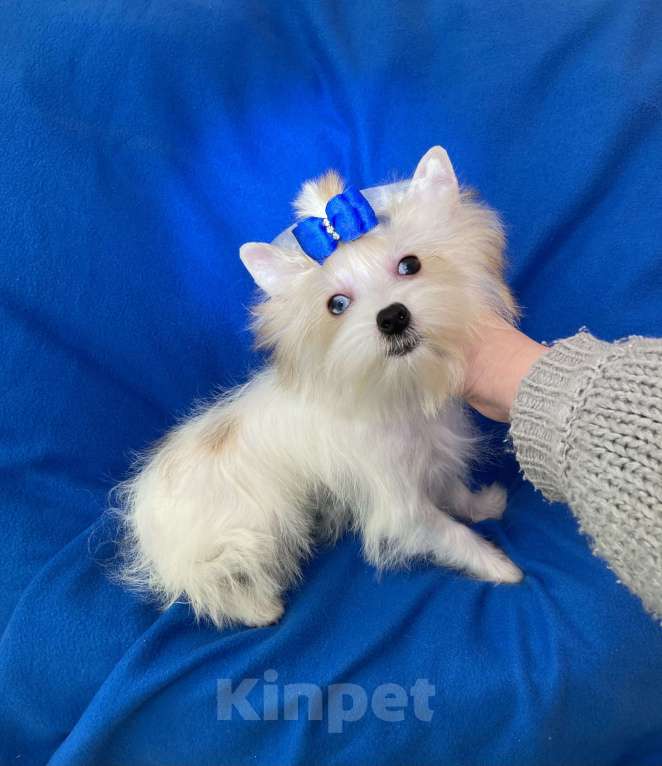 Собаки в Москве: Эксклюзивный белый йорк с голубыми глазами девочка Девочка, 130 000 руб. - фото 5