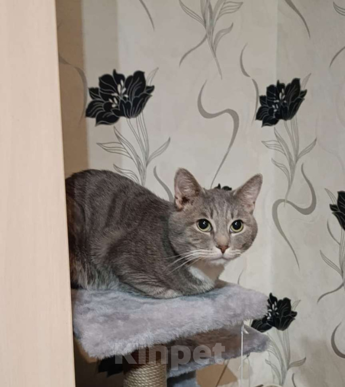 Кошки в Владимире: Пропал кот! Мальчик, Бесплатно - фото 1