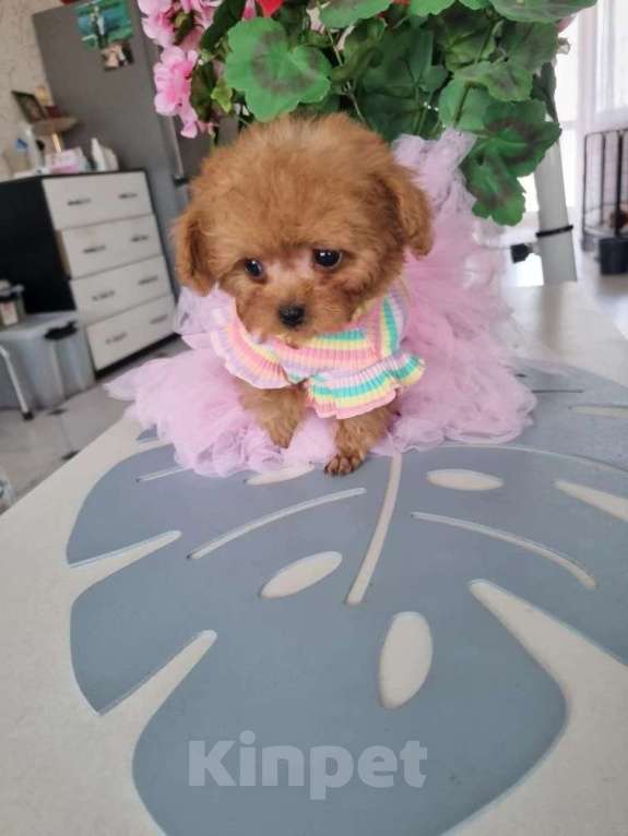 Собаки в Барнауле: Мальтипу СУПЕР МИКРО Китай Девочка, 250 000 руб. - фото 2