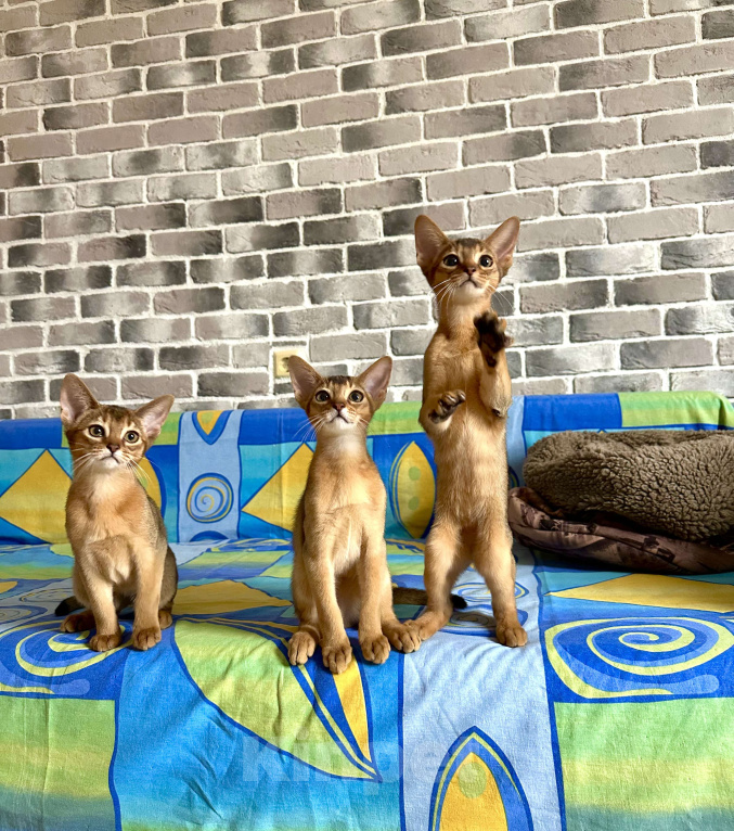 Кошки в Краснодаре: Абиссинские котята Мальчик, 55 000 руб. - фото 1