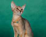 Кошки в Ставрополе: Кошечка Аби elegant pet Девочка, 45 000 руб. - фото 3