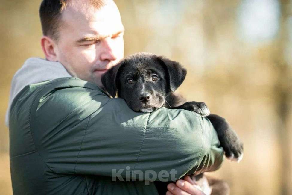 Собаки в Москве: Миша ищет дом  Мальчик, Бесплатно - фото 7