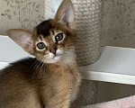 Кошки в Омске: Продам абиссинского котенка Разнополые, 40 000 руб. - фото 5