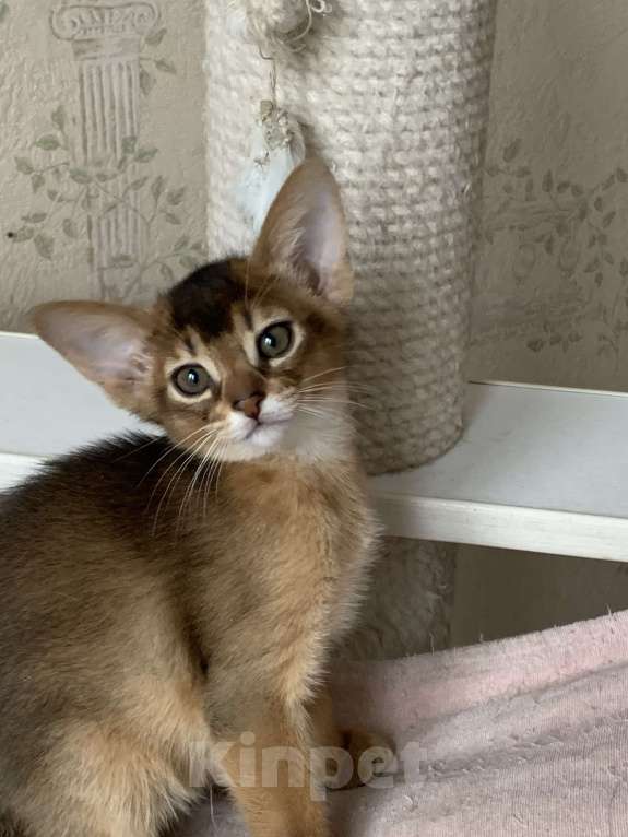 Кошки в Омске: Продам абиссинского котенка Разнополые, 40 000 руб. - фото 5