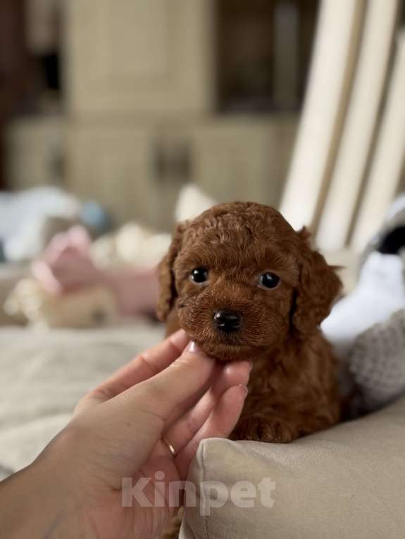 Собаки в Москве: Той пудель РКФ Китай Тедди  Мальчик, 170 000 руб. - фото 1