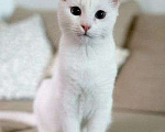 Кошки в Москве: Бэлла белая кошечка гладкая шерсть ,мягкая  Девочка, 320 руб. - фото 4