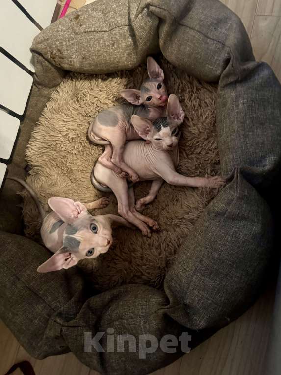 Кошки в Новосибирске: Канадский сфинкс девочка Девочка, 11 000 руб. - фото 4