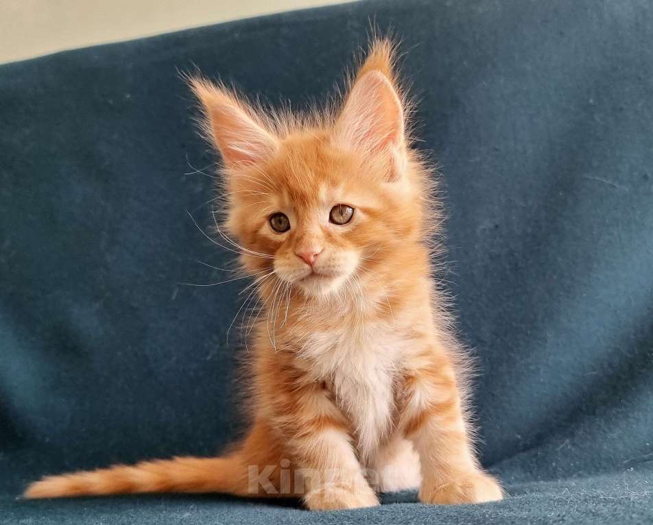 Кошки в Санкт-Петербурге: котенок Мальчик, Бесплатно - фото 4