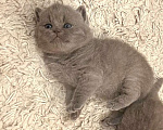 Кошки в Москве: Британский котенок  Мальчик, Бесплатно - фото 6