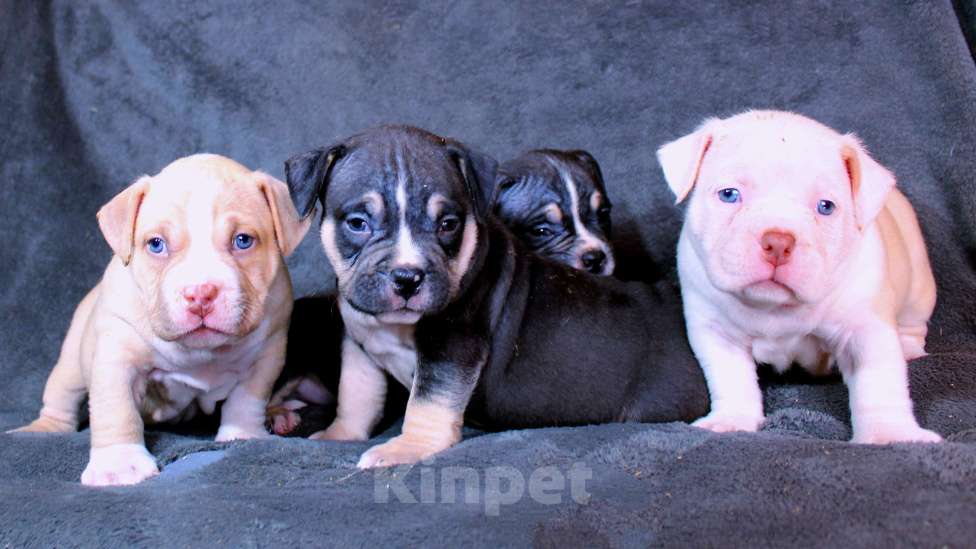 Собаки в Москве: Дети-булли Разнополые, 70 000 руб. - фото 5