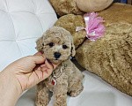 Собаки в Москве: Мальтипу девочка в типе Тедди 🐻 Девочка, 129 990 руб. - фото 4