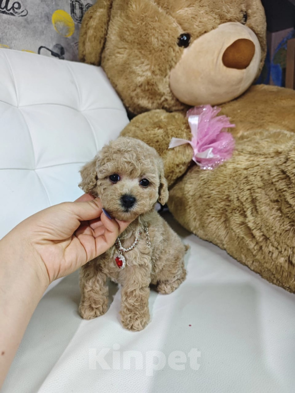 Собаки в Москве: Мальтипу девочка в типе Тедди 🐻 Девочка, 129 990 руб. - фото 4